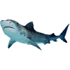 shark
