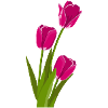 Tulip Gift Gift Idea