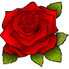 Red rose