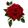 rose rouge