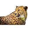 Cheetah