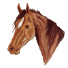 Pferd