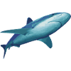 shark