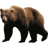 brown bear