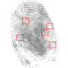 Fingerprint with characteristic determination.