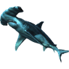shark
