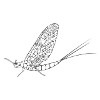insect