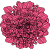 Pink Flower