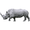 rhinoceros