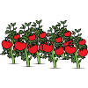 Tomatoes on the bush. Gift