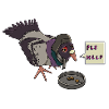 Sad Pigeon