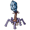 Virus Bacteriophage