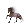 Pferd Geschenk Geschenkidee