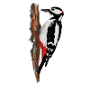 Specht
