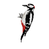 Woodpecker