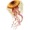 jellyfish