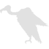 vulture