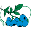 Blaubeeren