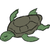 Tortoise