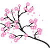 Cherry blossom branch