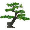 bonsai