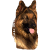 Schaeferhund,hundekopf,Schäferhund,Hundesport,Hund