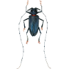 Kaefer