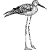 oiseau