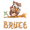 Hibou Bruce