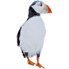 puffin