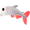 fish fish animal animals11