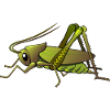 locust grasshopper locust animal animals