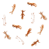 Eichhörnchen Squirrels