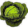 cabbage