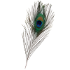 Peacock feather, peacock,bird