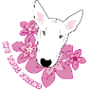 Bullterrier white