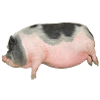 cochon