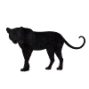 Der schwarze Panther :)
