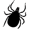 tick