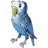 budgie budgerigar birds voegel