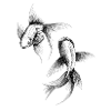 Zwei Koi