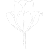 tulip