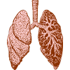 Lung: O