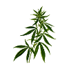 cannabis marijuana weed plant