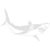 White shark
