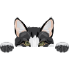 Peeping funny cat