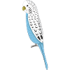 budgerigar