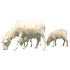sheep