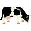 Kuh