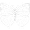 Schmetterling